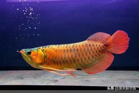 龍魚生病|龍魚飼養及常見疾病處理方法